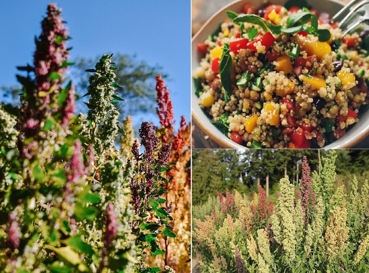Rainbow Quinoa seeds | Organic non-GMO | 1000+ seeds | Easy | Microgreens
