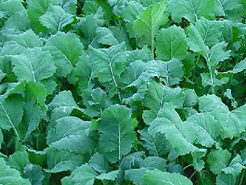 Giant English Rape Kale seeds | 250+ | Sprouts | Zimbabwe