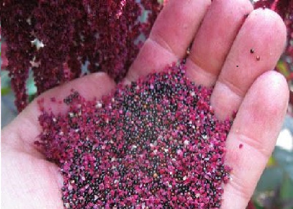Red Amaranth | 200+ seeds | Own Organically Grown Stock | Same Day Dispatch