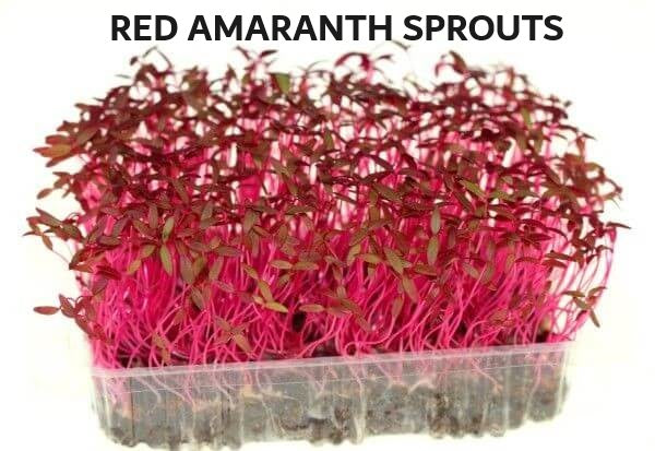 Organic Seeds for Sprouting / Sprouts | Many Types | Healthy Microgreens all year round!