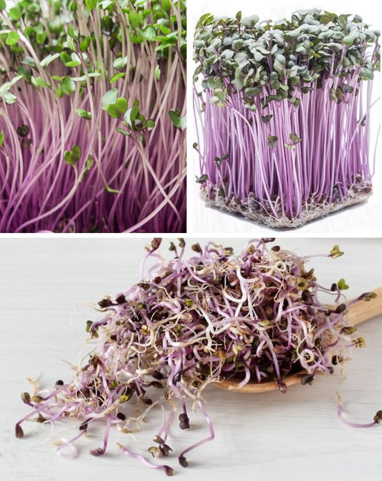 Organic Seeds for Sprouting / Sprouts | Many Types | Healthy Microgreens all year round!