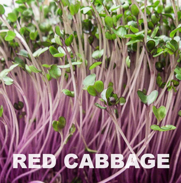 Organic Seeds for Sprouting / Sprouts | Many Types | Healthy Microgreens all year round!