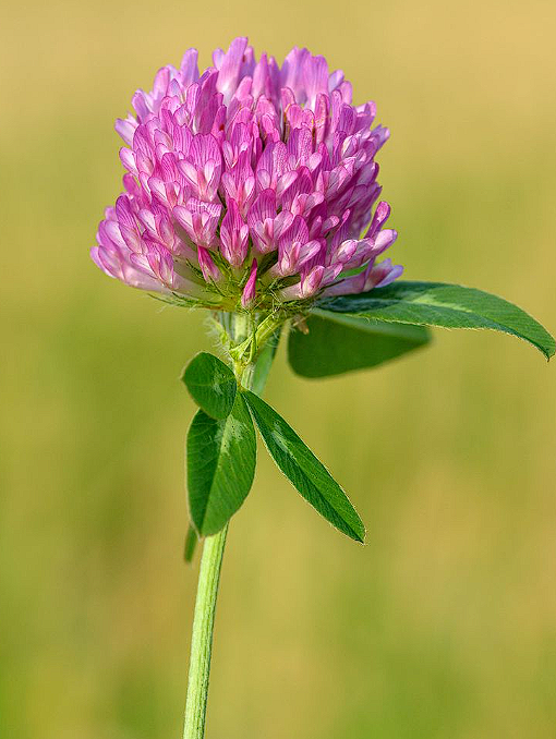 Red Clover | 6000+ seeds | Bees | Trifolium | Green Manure