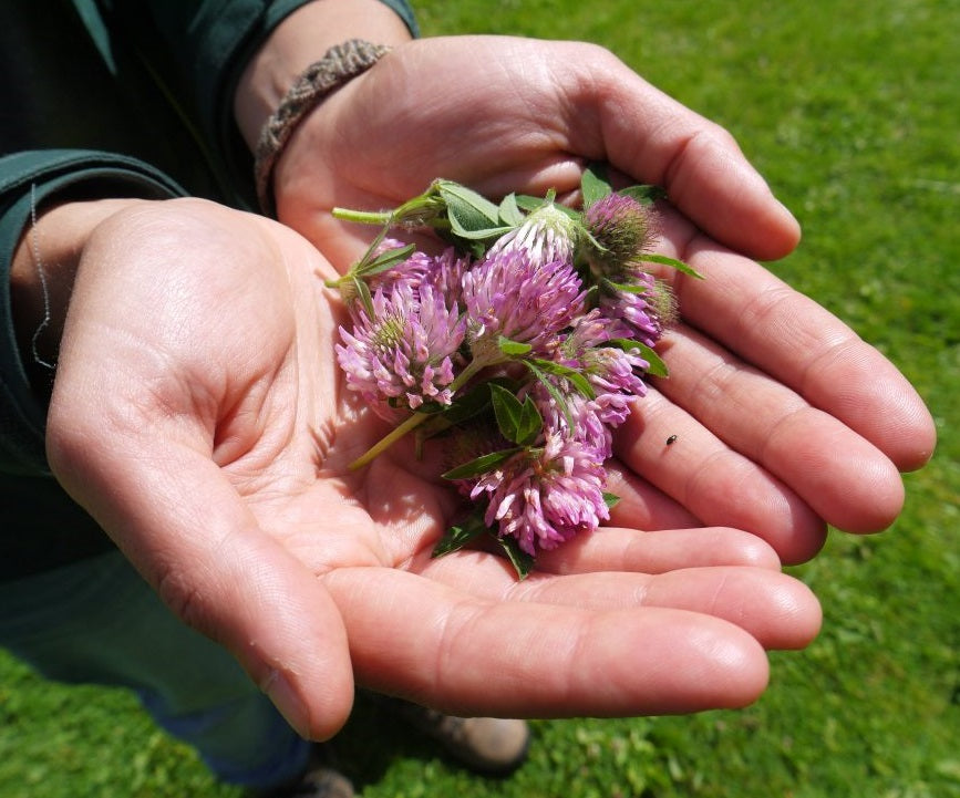 Red Clover | 6000+ seeds | Bees | Trifolium | Green Manure