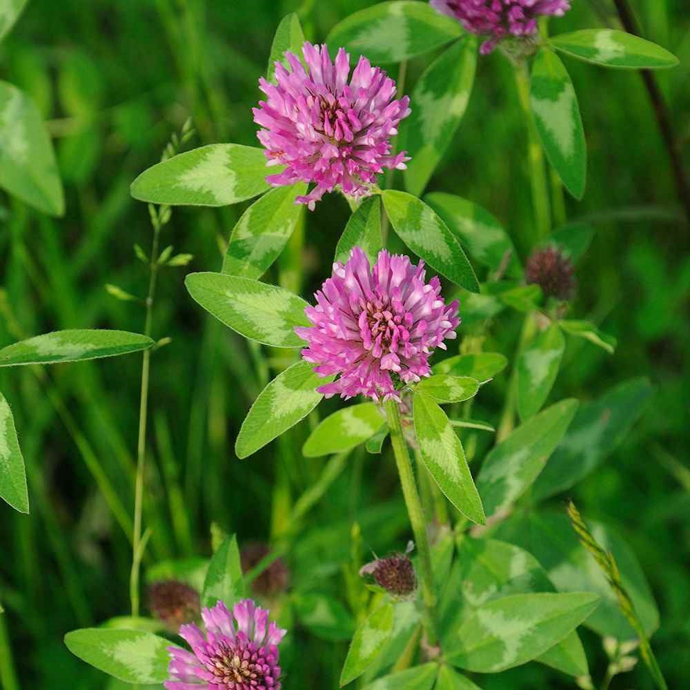 Red Clover | 6000+ seeds | Bees | Trifolium | Green Manure