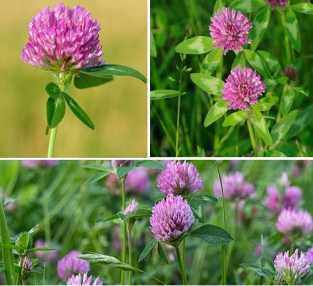 Red Clover | 6000+ seeds | Bees | Trifolium | Green Manure