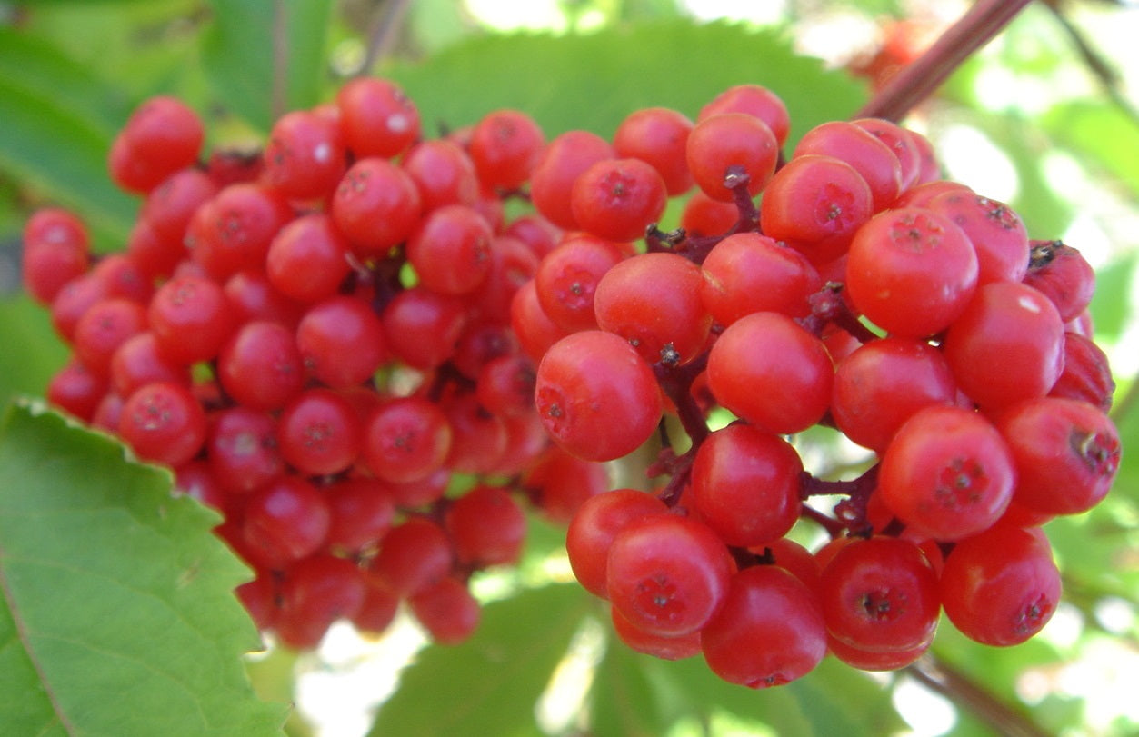 Red Elderberry Sambucus Racemosa | 50+ seeds | Birds | Wine