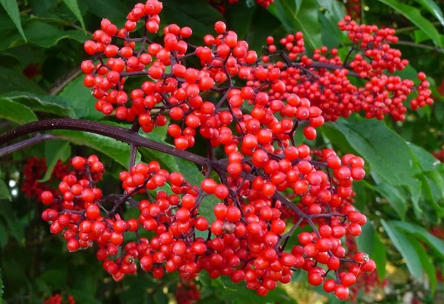 Red Elderberry Sambucus Racemosa | 50+ seeds | Birds | Wine