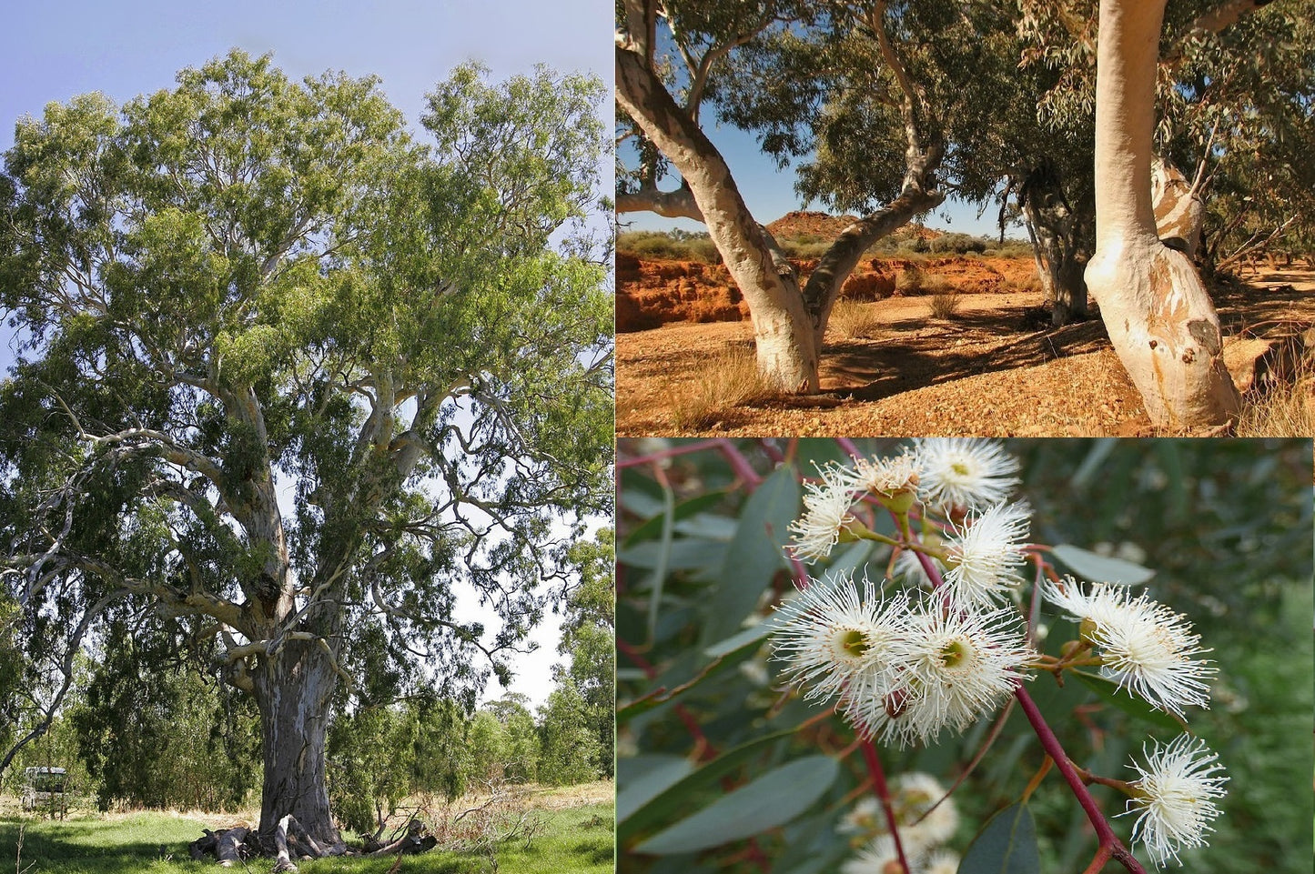 Eucalyptus Camaldulensis | Red River Gum | 50+ Seeds | UK Hardy