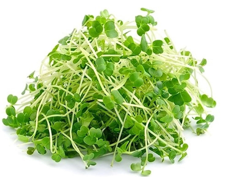 Organic Seeds for Sprouting / Sprouts | Many Types | Healthy Microgreens all year round!