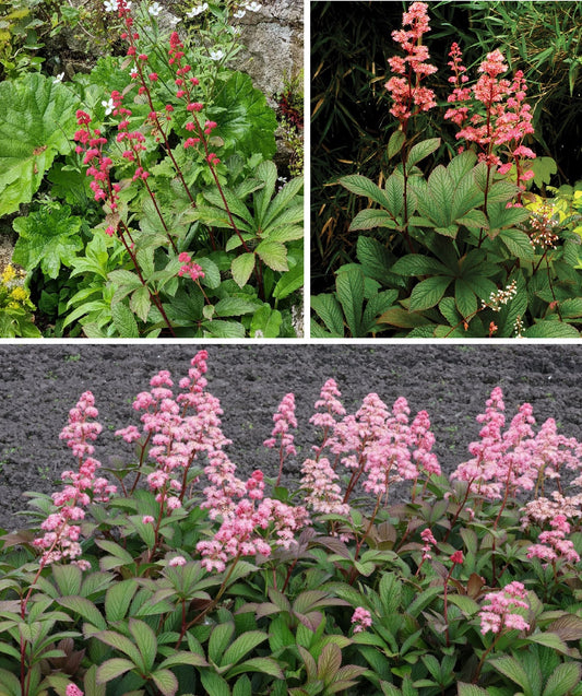 Rodgersia Pinnata | 20+ Seeds | Shade Loving | Flowering Perennial | Featherleaf
