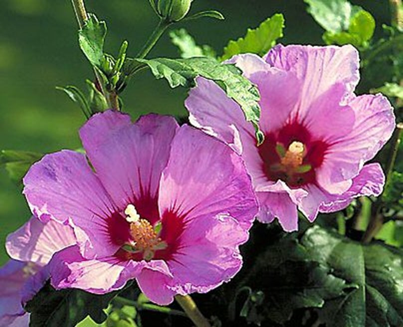 Rose of Sharon Mixed Colours | Hibiscus Syriascus | 15+ seeds | Perennial