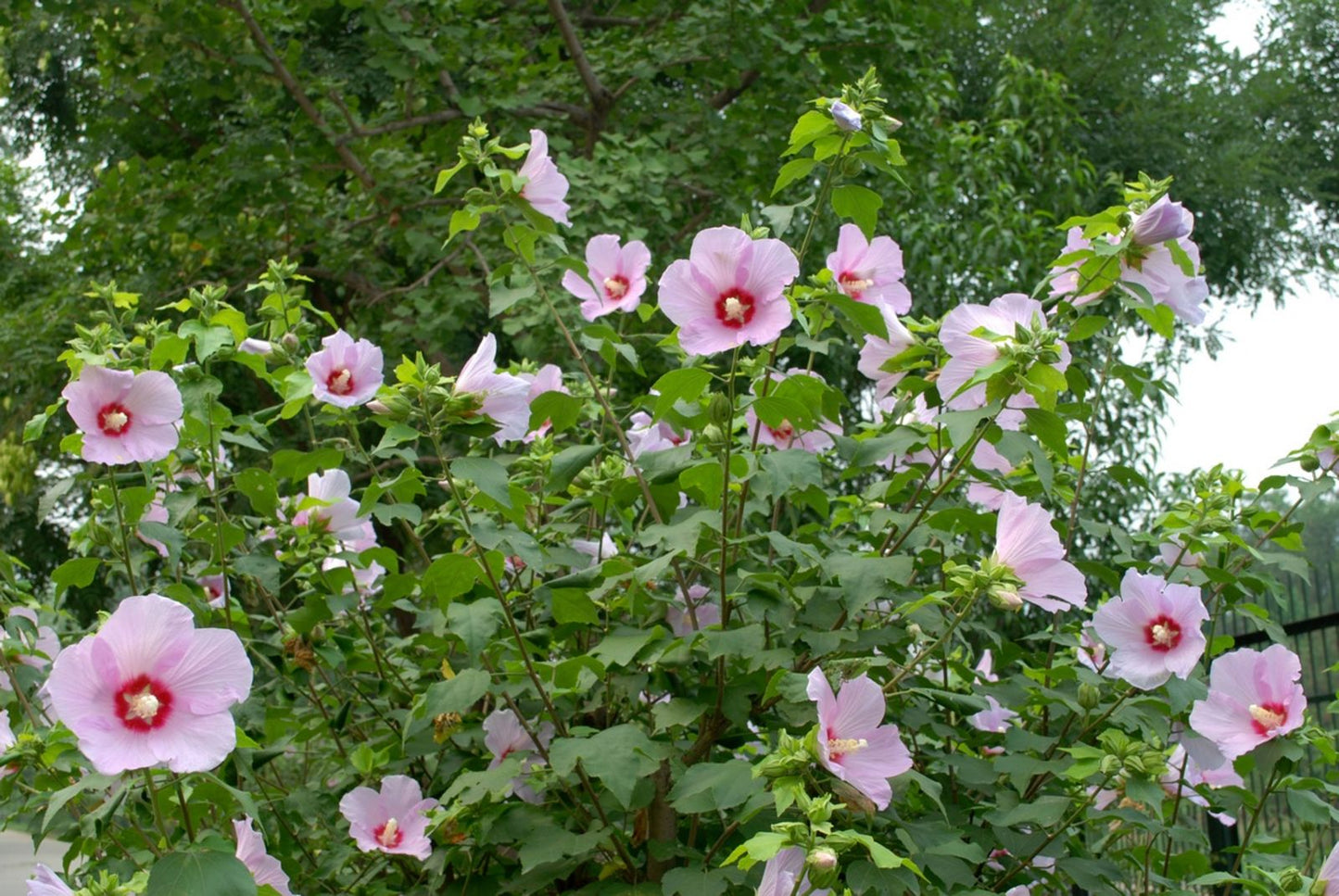 Rose of Sharon (Hibiscus Syriascus) | 50+ seeds | Perennial