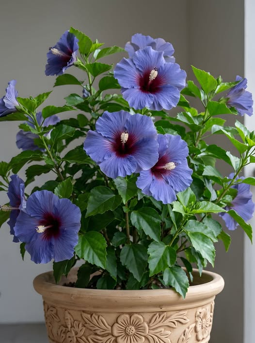 Rose of Sharon Mixed Colours | Hibiscus Syriascus | 15+ seeds | Perennial