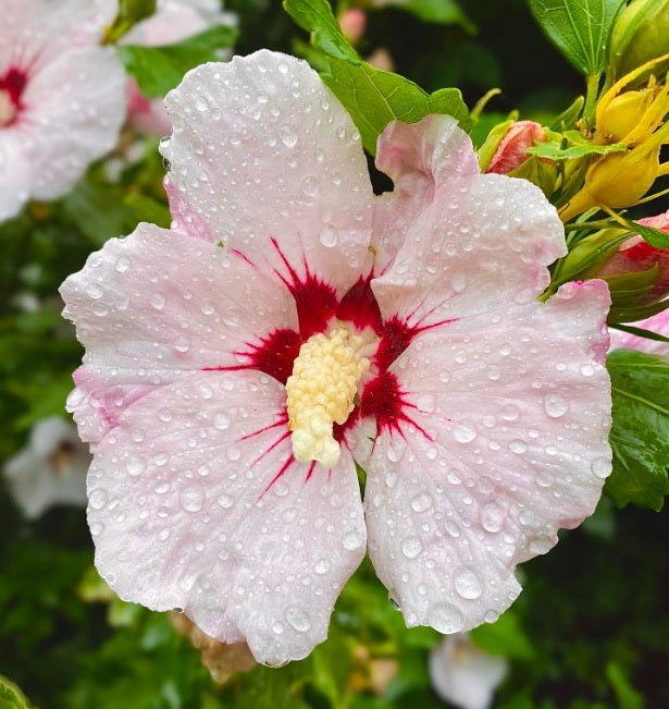 Rose of Sharon Mixed Colours | Hibiscus Syriascus | 15+ seeds | Perennial