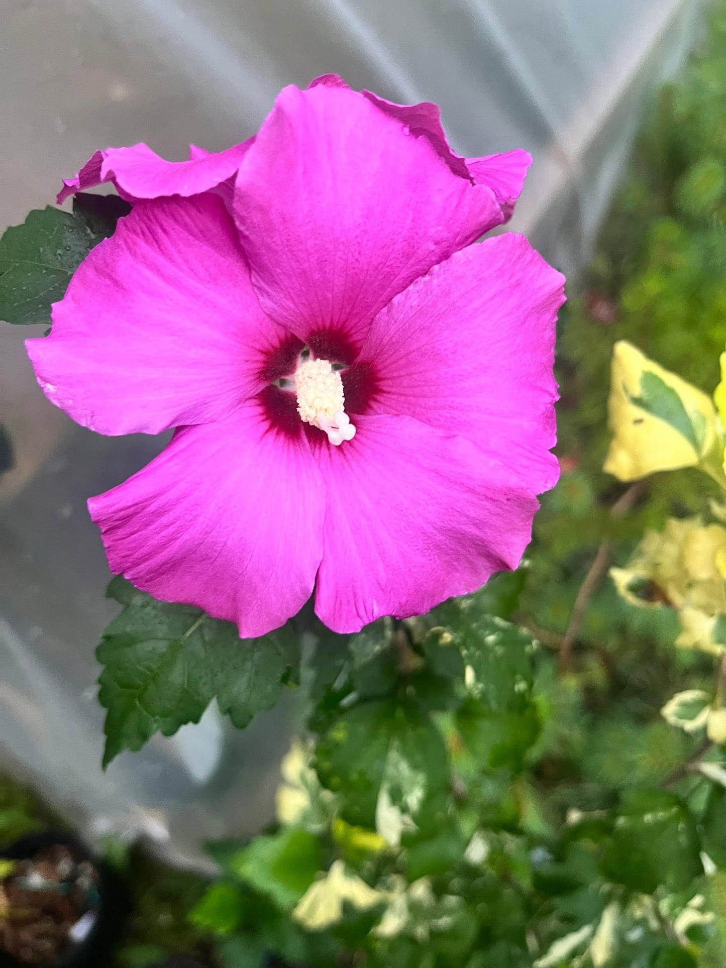 Rose of Sharon Mixed Colours | Hibiscus Syriascus | 15+ seeds | Perennial
