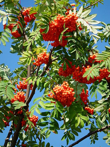 Rowan / Mountain Ash (Sorbus Aucuparia) | 50+ seeds | Hardy
