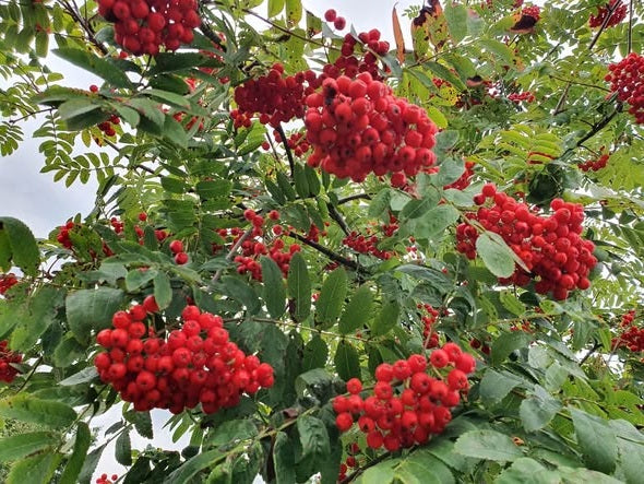 Rowan tree seeds | Mountain Ash | Sorbus Aucuparia | 50+ seeds | Loved by Birds