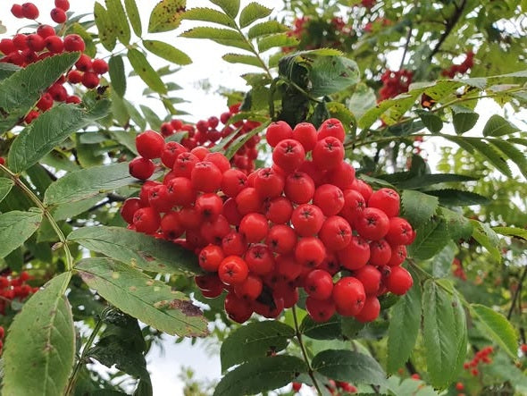 Rowan tree seeds | Mountain Ash | Sorbus Aucuparia | 50+ seeds | Loved by Birds
