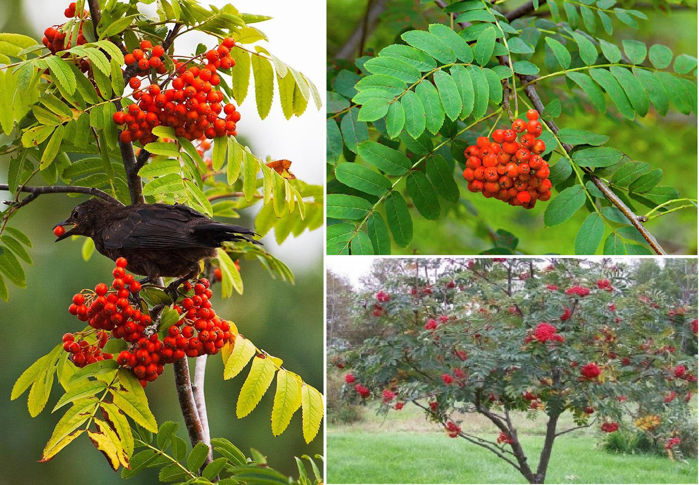 Rowan / Mountain Ash (Sorbus Aucuparia) | 50+ seeds | Hardy