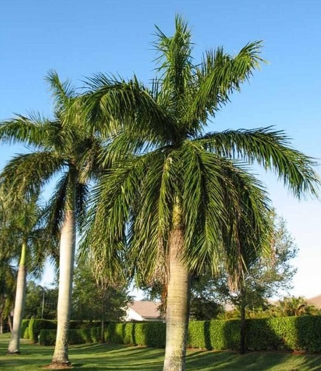 Roystonea Regia | Royal Palm Tree | 15+ seeds | Cuban Royal Palm
