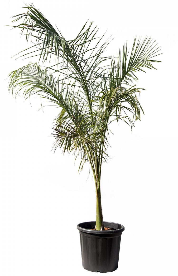 Roystonea Regia | Royal Palm Tree | 15+ seeds | Cuban Royal Palm
