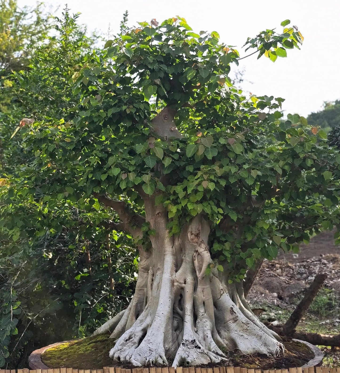 sacred fig tree bonsai Ficus Religiosa 50 seeds (Sacred Fig Bodhi/Peepal Tree) Bonsai Same Da – speedyseeds