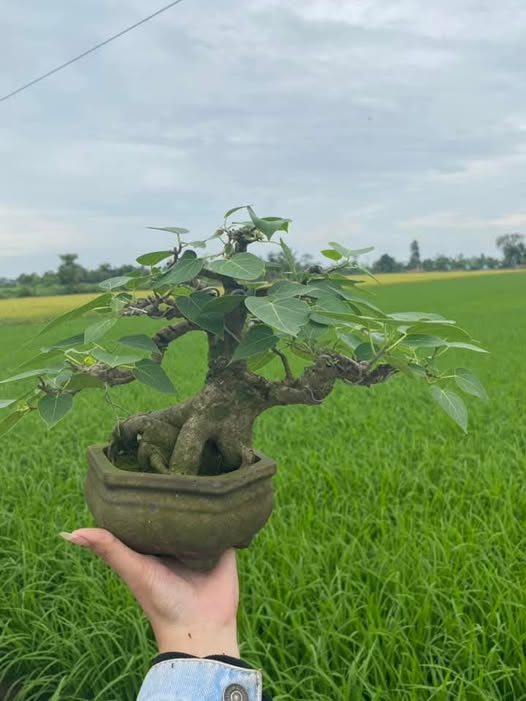 bonsai peepal tree online Ficus Religiosa 50 seeds (Sacred Fig Bodhi/Peepal Tree) Bonsai Same Da – speedyseeds