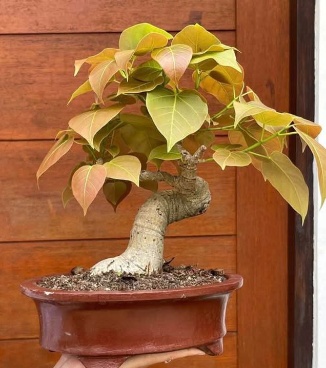 peepal tree bonsai Ficus Religiosa 50 seeds (Sacred Fig Bodhi/Peepal Tree) Bonsai Same Da – speedyseeds