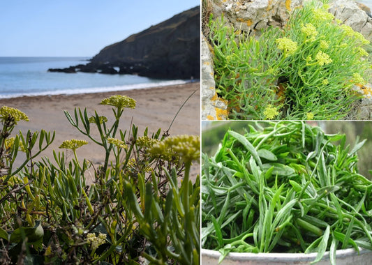 Rock Samphire | Crithmum Maritimum | 30+ seeds | Edible Herb