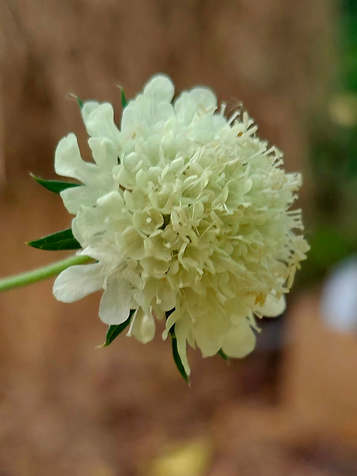 Moon Scabious Scabiosa