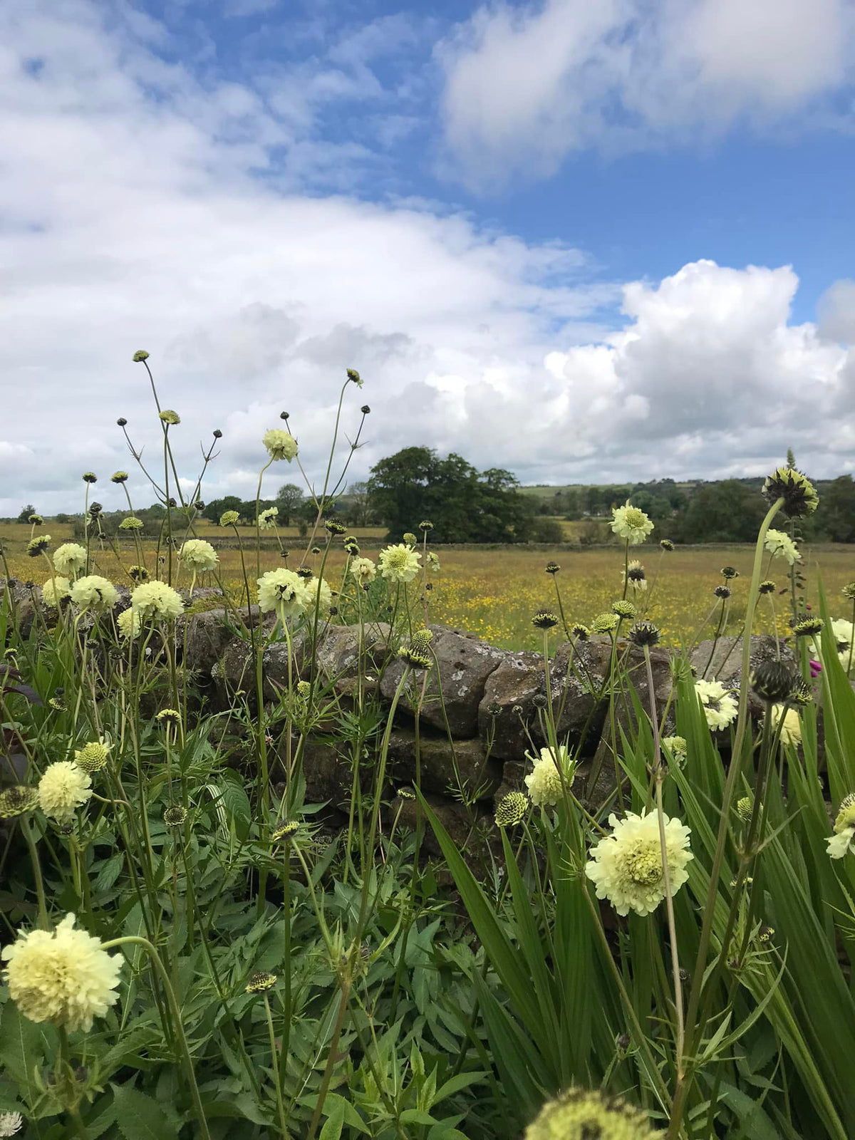 Moon Scabious Scabiosa