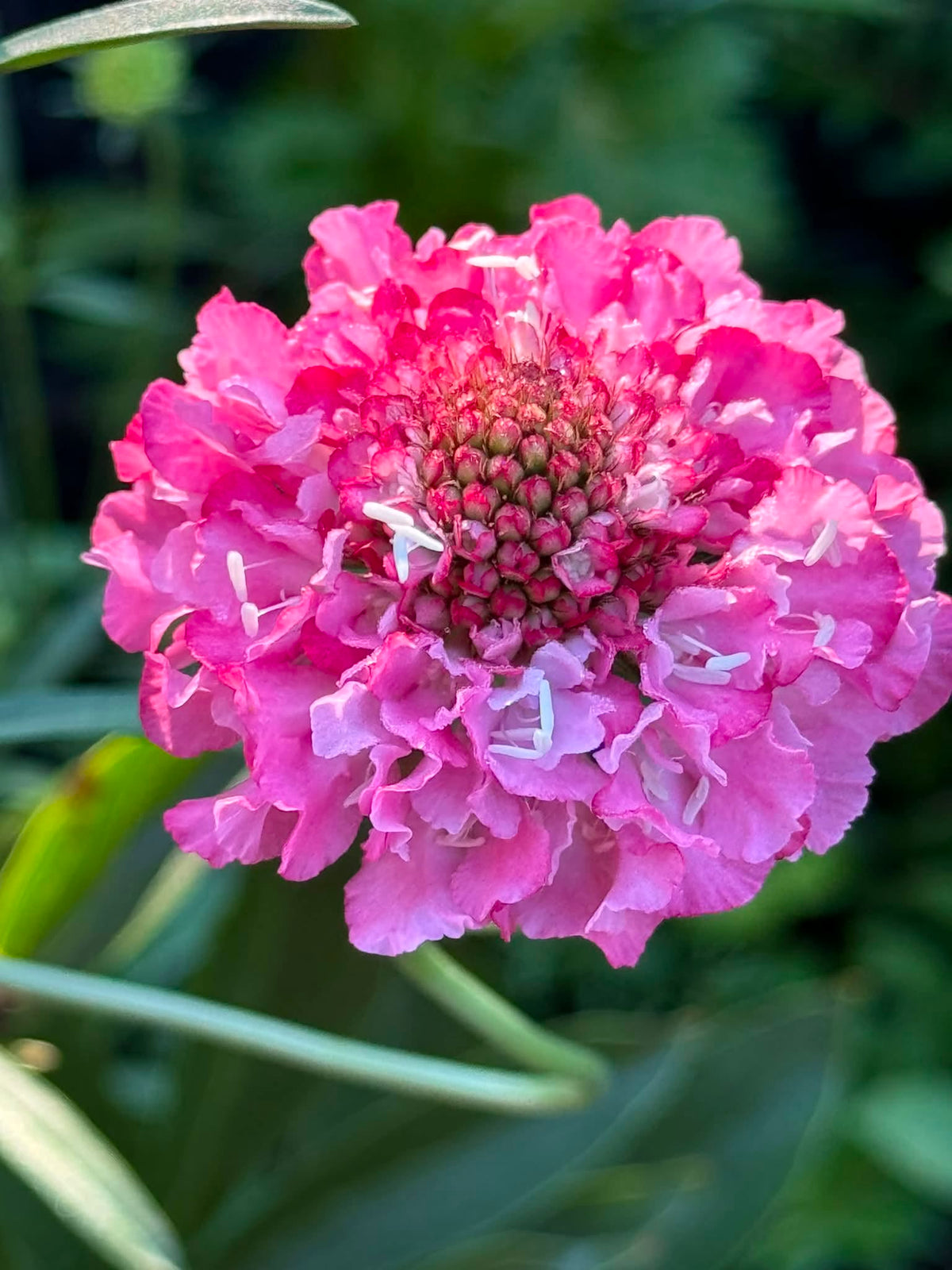 Scabiosa "Pincushion Pink" seeds | Scabiosa Ochroleuca | 20+ seeds