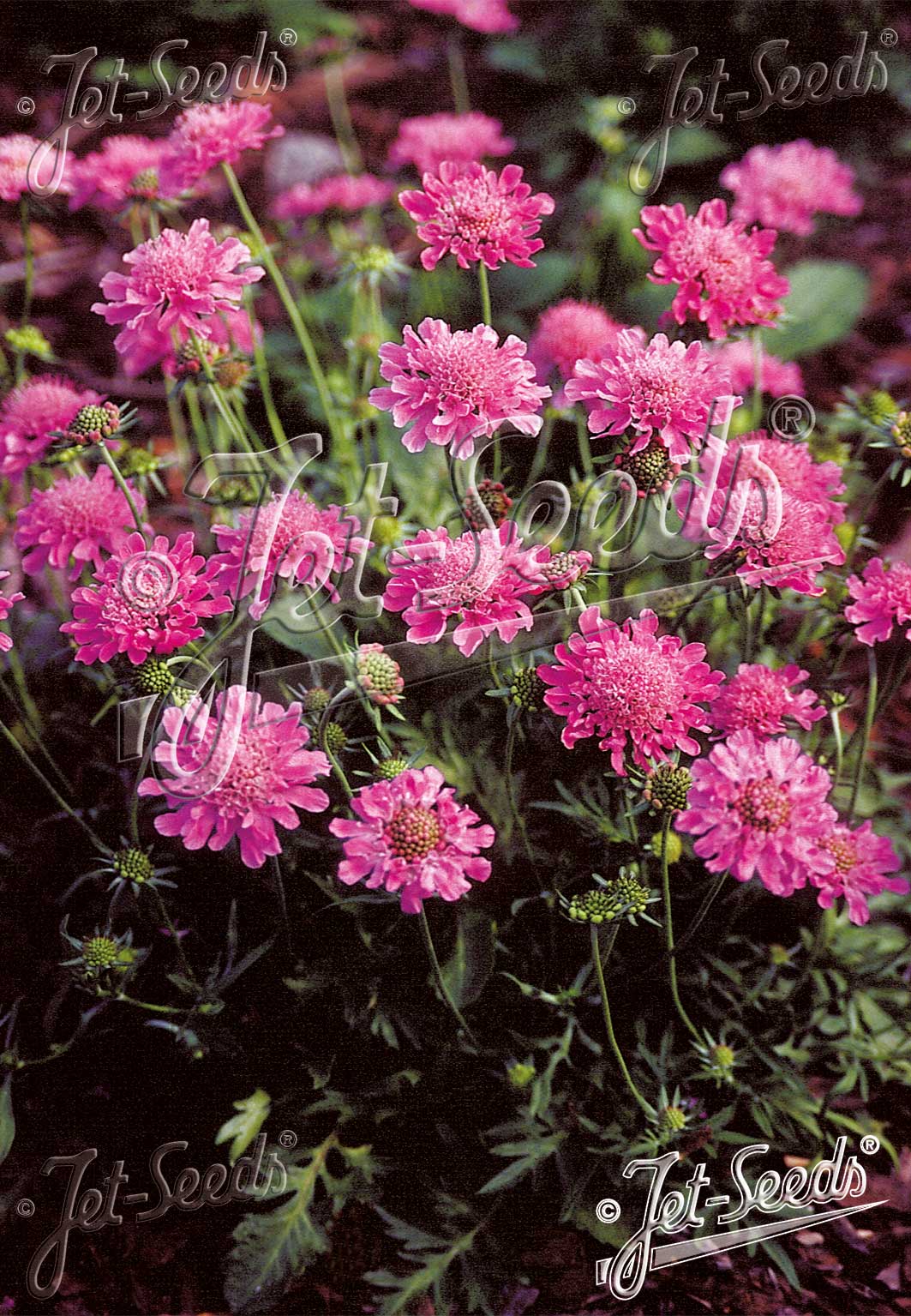 Scabiosa "Pincushion Pink" seeds | Scabiosa Ochroleuca | 20+ seeds