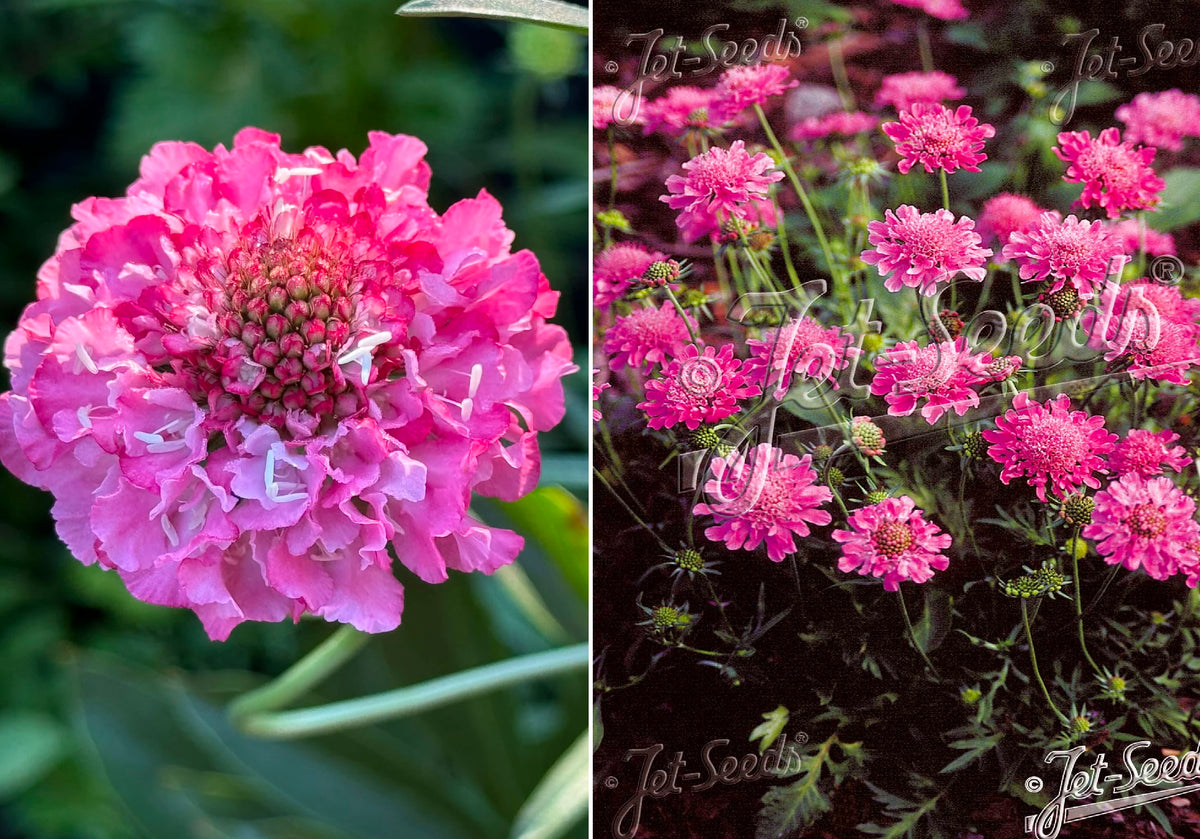 Scabiosa "Pincushion Pink" seeds | Scabiosa Ochroleuca | 20+ seeds