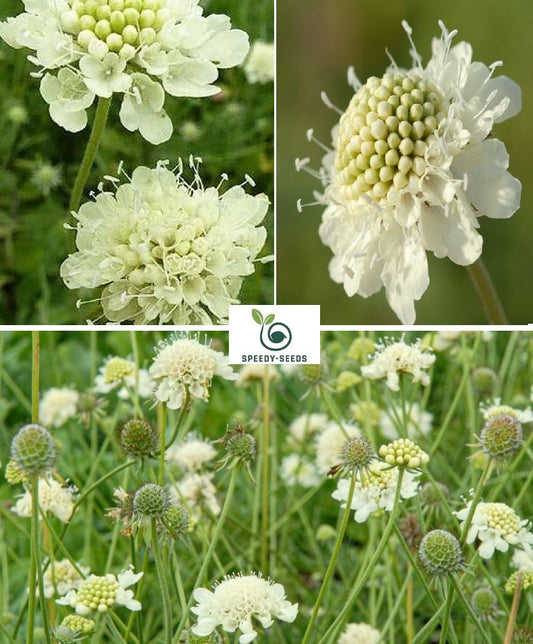 Scabiosa "Moon Dance" seeds | Scabiosa Ochroleuca | 20+ seeds