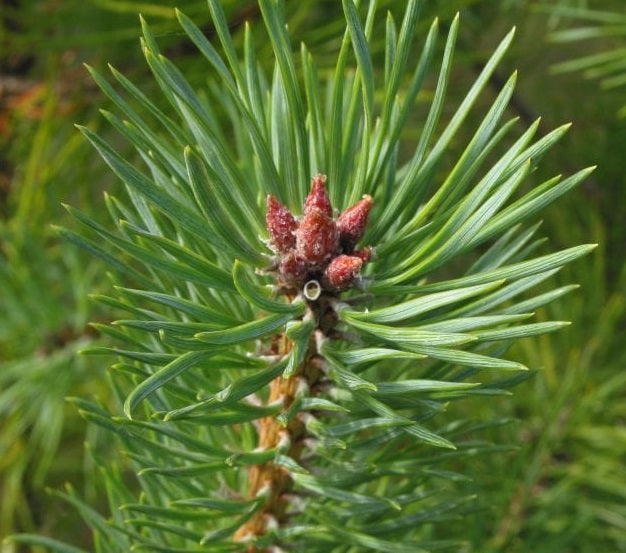 Scots Pine | Bonsai Seeds | Pinus Sylvestris | 30+ seeds | Bonsai