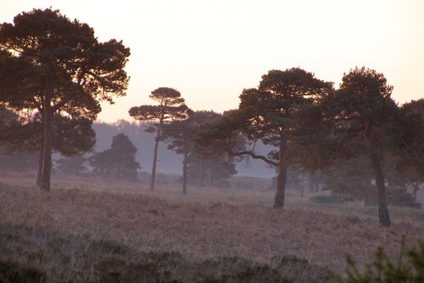 Scots Pine | Bonsai Seeds | Pinus Sylvestris | 30+ seeds | Bonsai