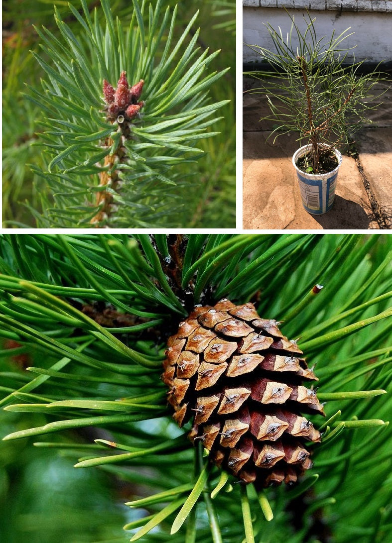 Scots Pine | Bonsai Seeds | Pinus Sylvestris | 30+ seeds | Bonsai ...