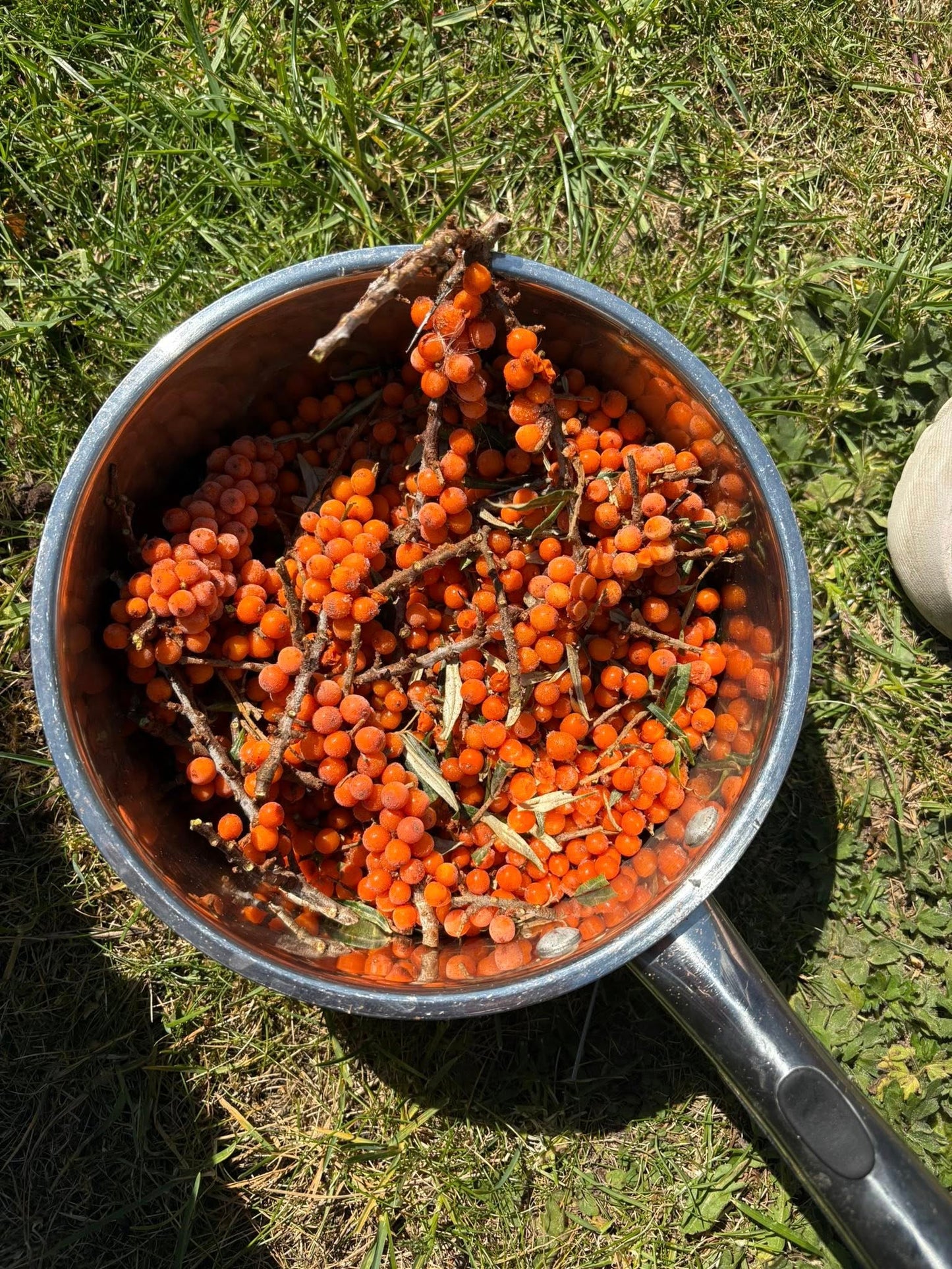 Sea Buckthorn seeds | Hippophae Rhamnoides | 50+ seeds | Superfood