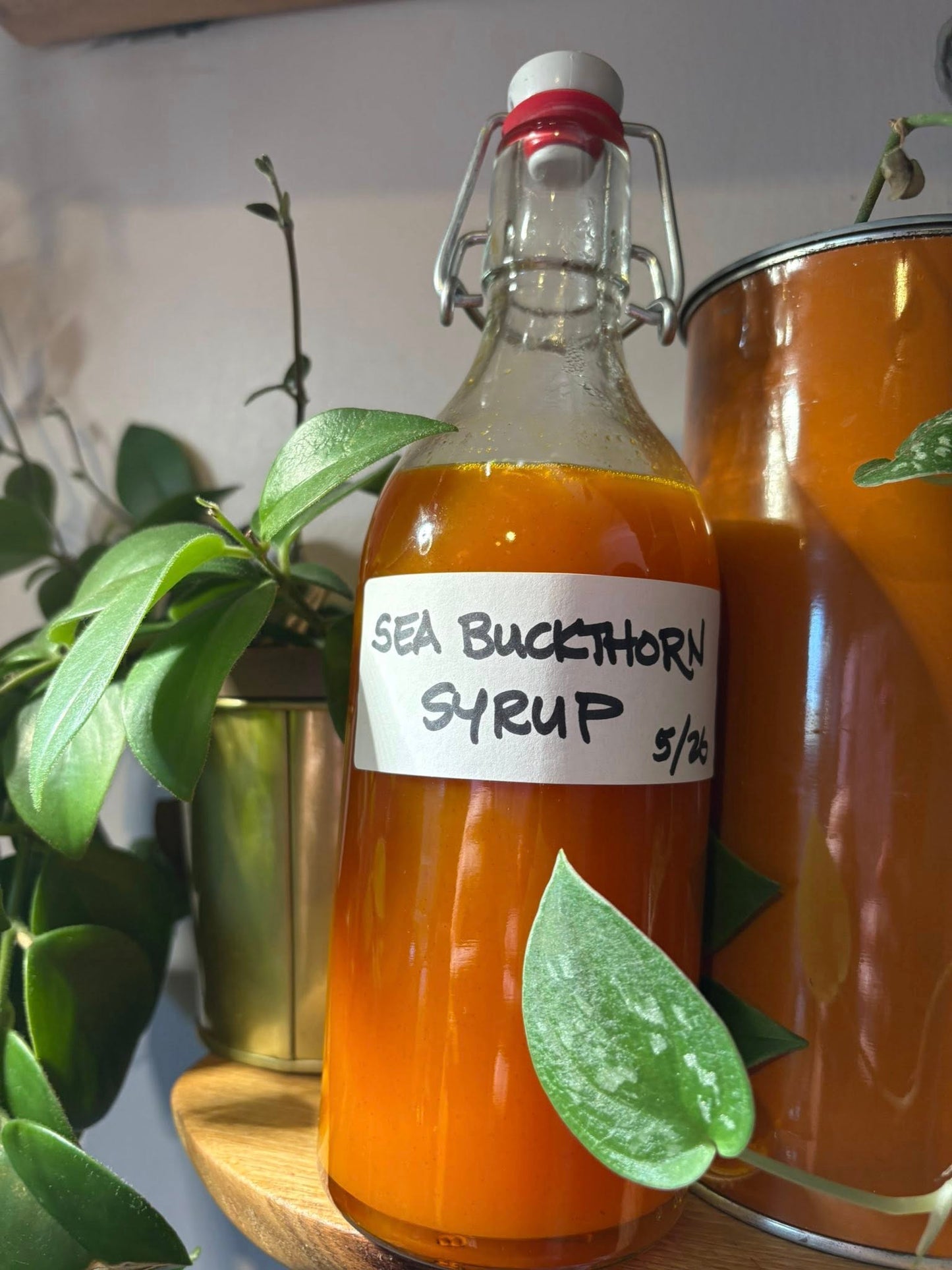 Sea Buckthorn seeds | Hippophae Rhamnoides | 50+ seeds | Superfood