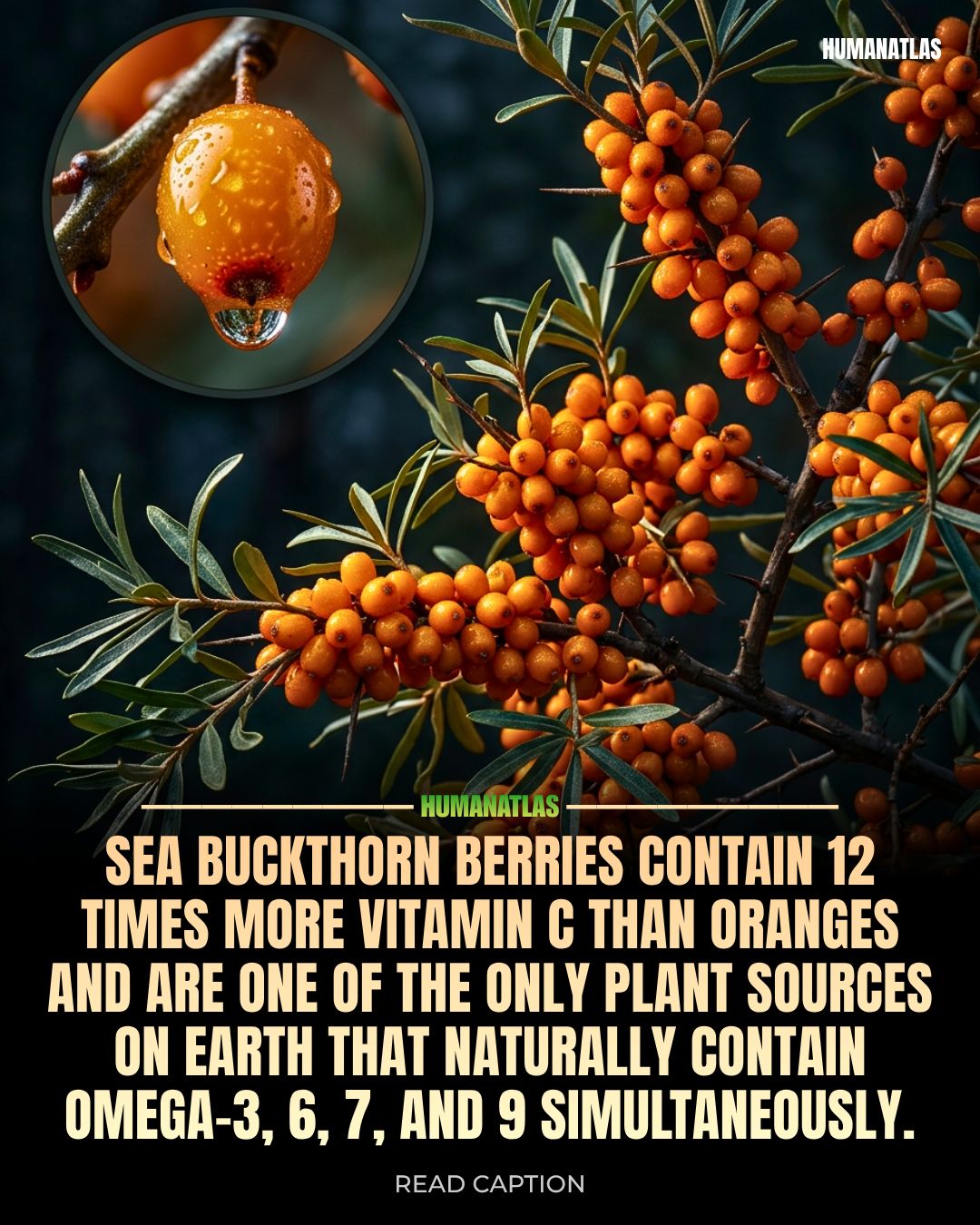 Sea Buckthorn seeds | Hippophae Rhamnoides | 50+ seeds | Superfood