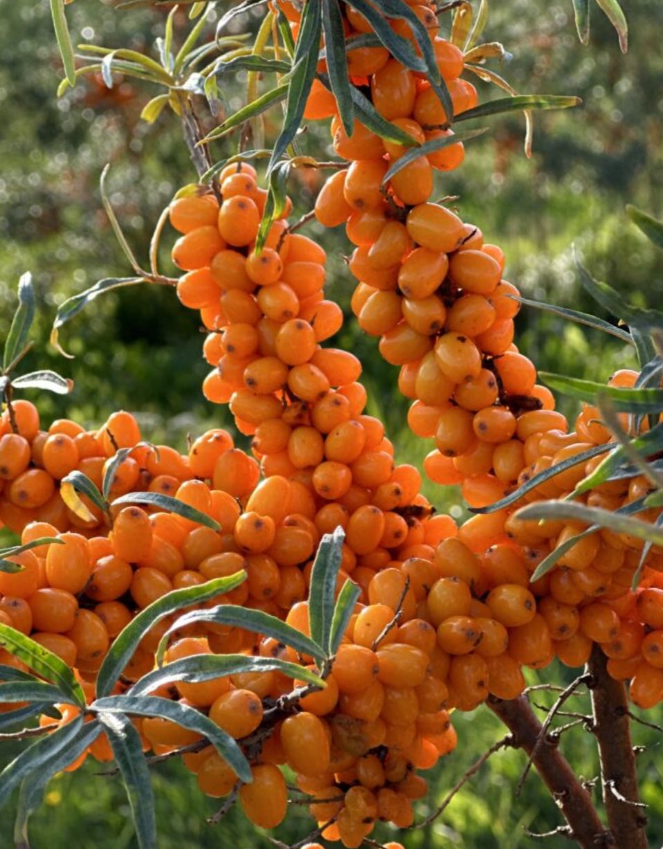 Sea Buckthorn seeds | Hippophae Rhamnoides | 50+ seeds | Superfood