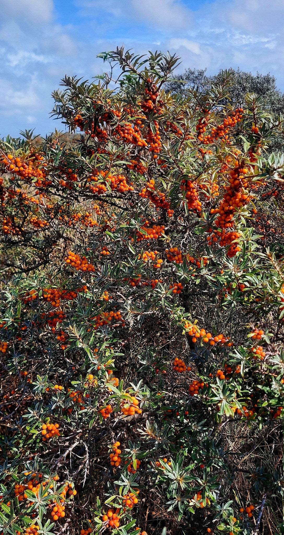 Sea Buckthorn seeds | Hippophae Rhamnoides | 50+ seeds | Superfood