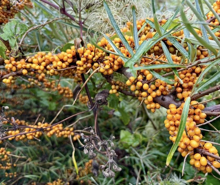 Sea Buckthorn seeds | Hippophae Rhamnoides | 50+ seeds | Superfood