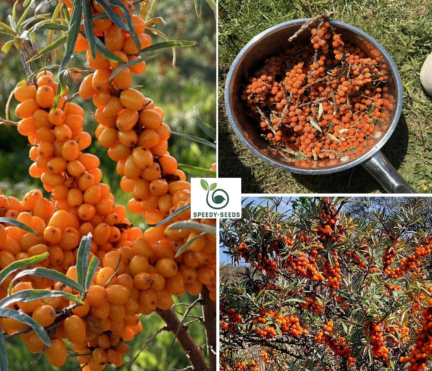 Sea Buckthorn seeds | Hippophae Rhamnoides | 50+ seeds | Superfood