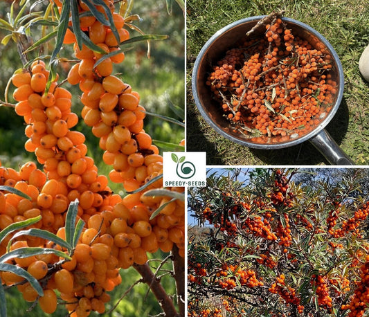 Sea Buckthorn seeds | Hippophae Rhamnoides | 50+ seeds | Superfood