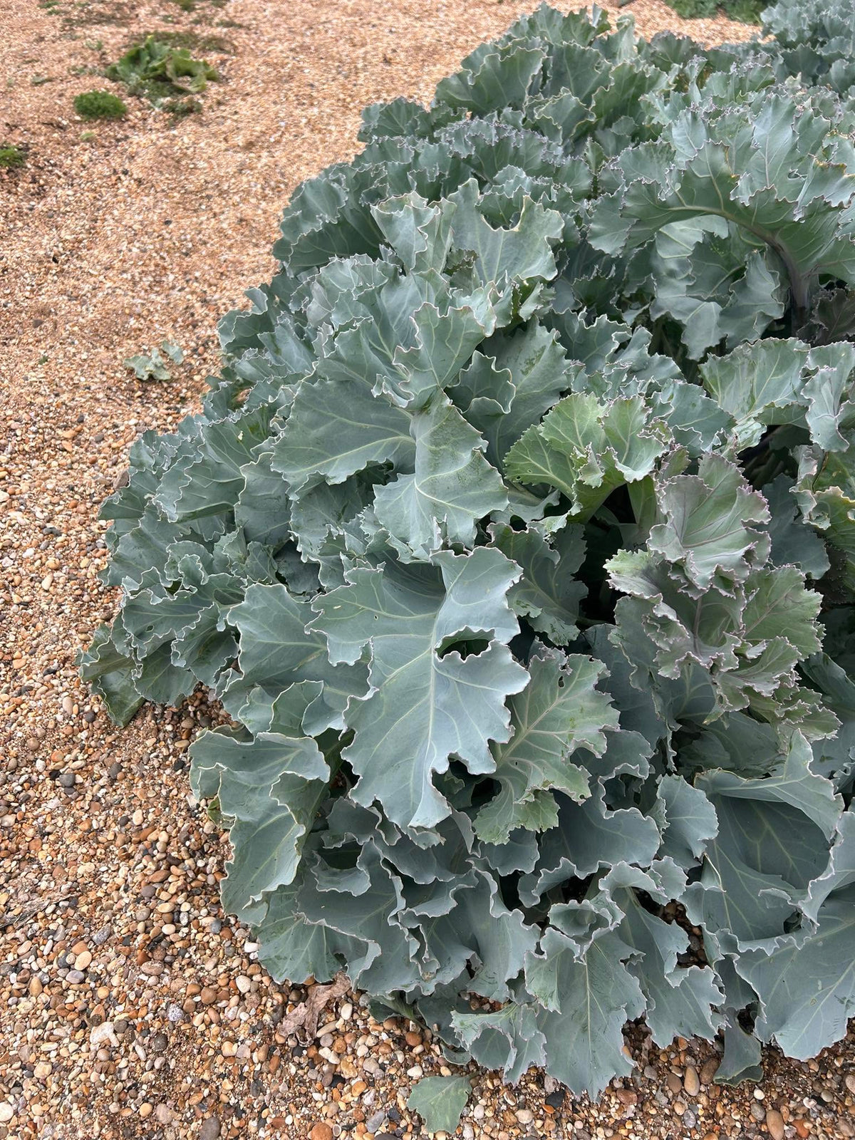 Sea Kale seeds | Crambe Maritima | 20 Seeds | Organic