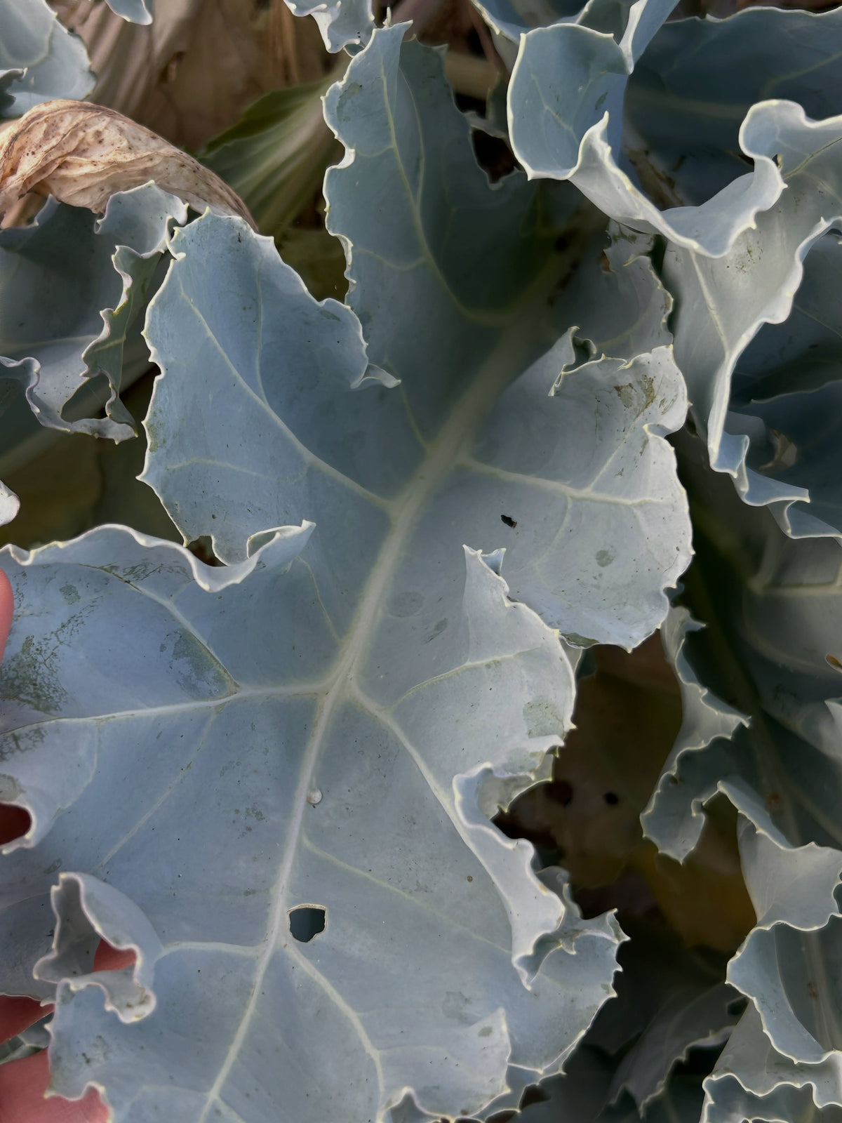 Sea Kale seeds | Crambe Maritima | 20 Seeds | Organic