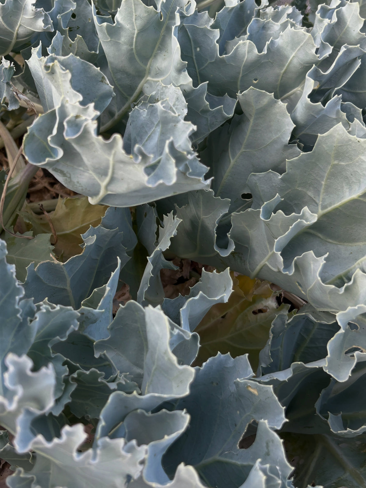 Sea Kale seeds | Crambe Maritima | 20 Seeds | Organic